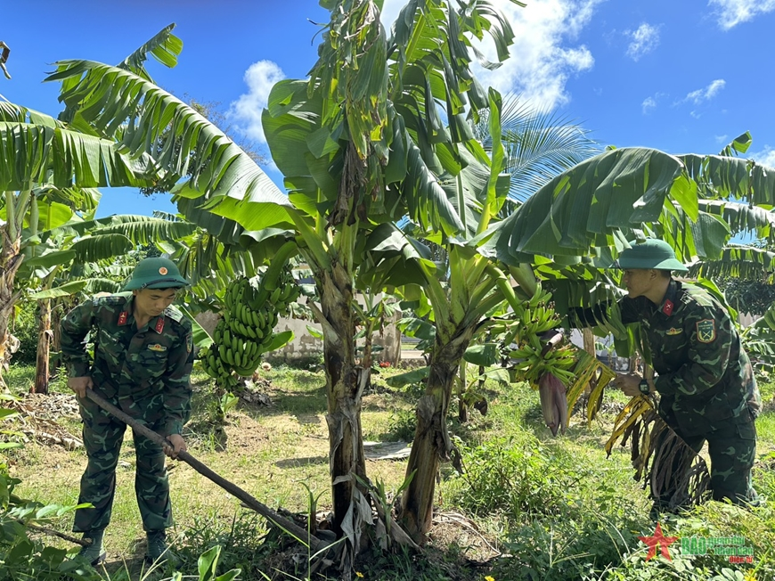Đại đội Phòng không 7 tăng gia trên vùng cát trắng